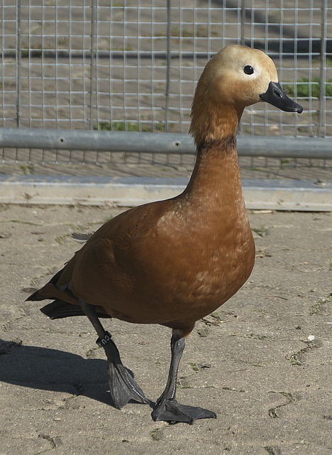 基石